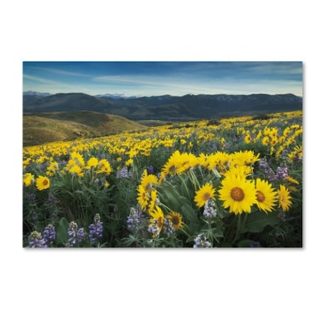 Alan Majchrowicz 'Methow Valley Wildflowers IV' Canvas Art,16x24